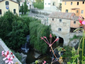 flower in tuscany, italy - adagio travel