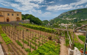 wine vineyard in tuscany, italy - adagio travel